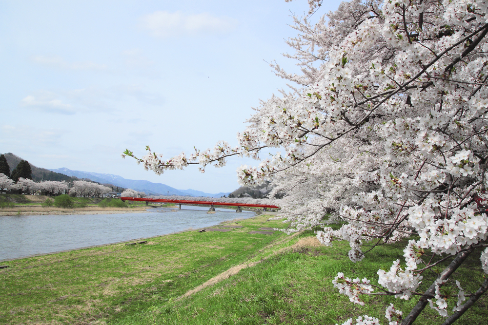 Akita