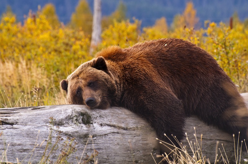 Bear in Alaska 