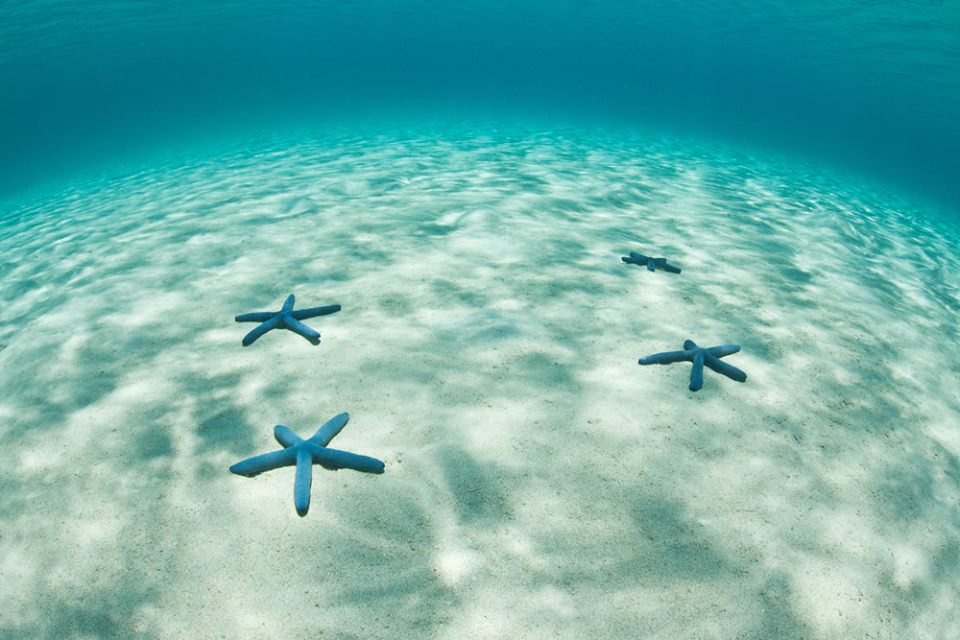 Blue starfish Polynesia