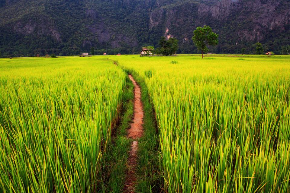 Ricefield Laos