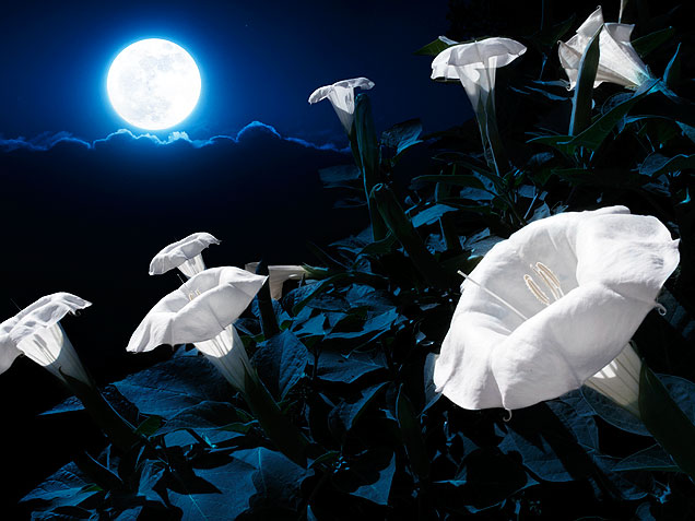 01 night garden moonflower 636