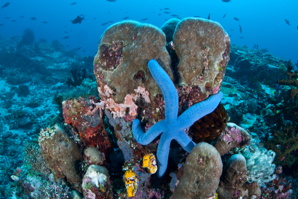 A blue seastar Linkia laevigata clings to a diverse coral reef near the Bunaken Marine National Park in North Sulawesi Indonesia