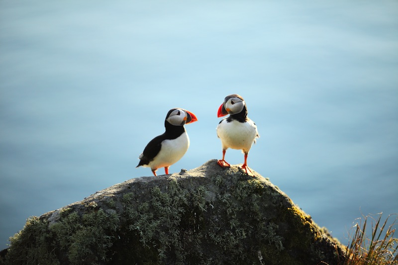 A puffin on a cliff Norway jpg