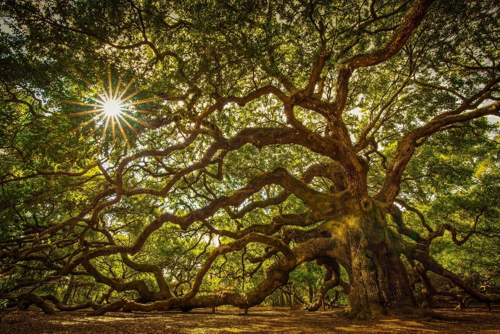 Angel Oak Tree on Johns Island South Carolina