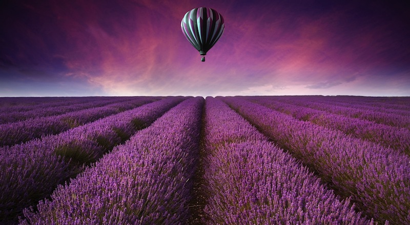 Beautiful image of lavender field Summer sunset landscape with 