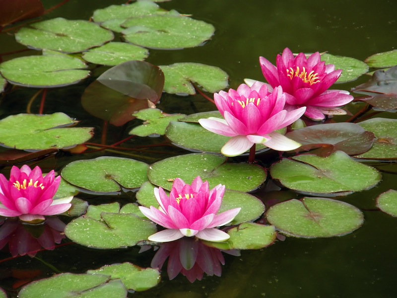 Beautiful water lily 