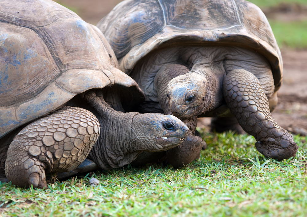 Big Seychelles turtle in La Vanille Reserve park