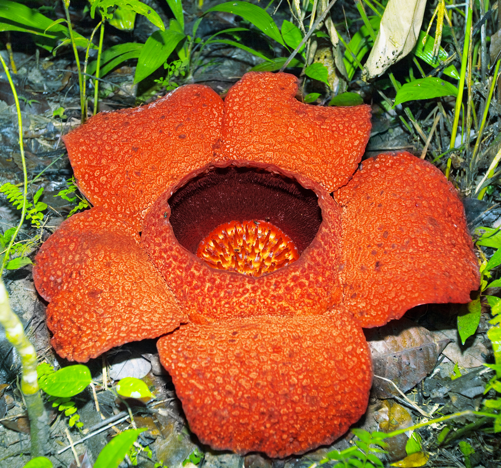 Big flower Rafflesia