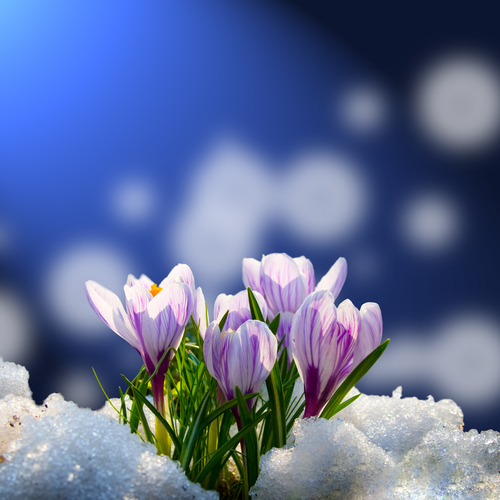Blooming crocuses in the snow on a blue abstract background