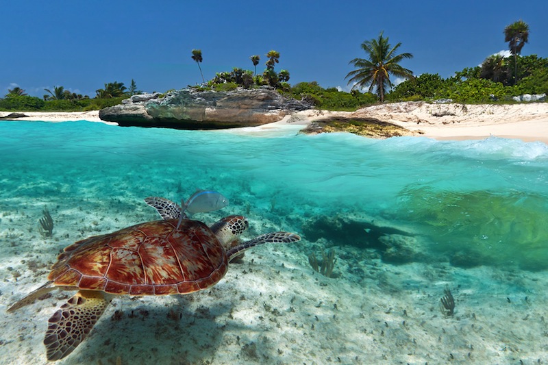 Caribbean Sea scenery with green turtle in Mexico 