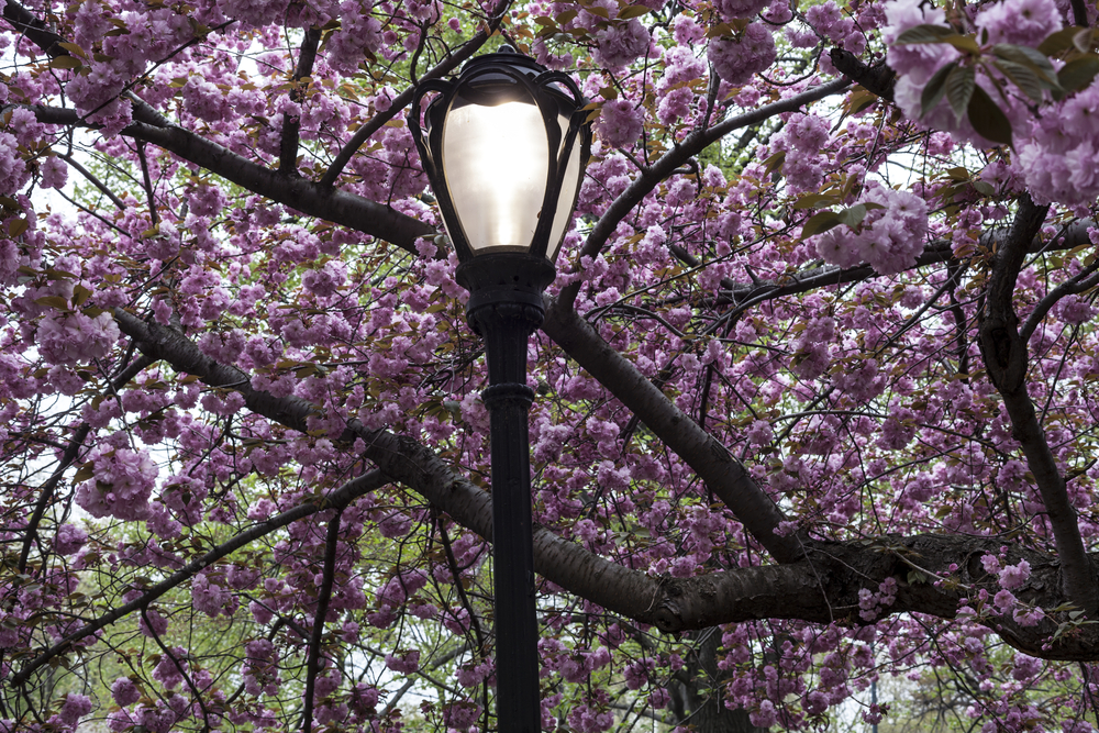 Central Park New York City Prunus serrulata Kanzan Japanese Flowering Cherry 