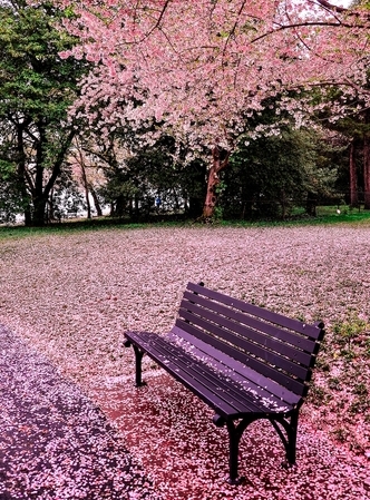 Cherry bloom in Washington DC USA 