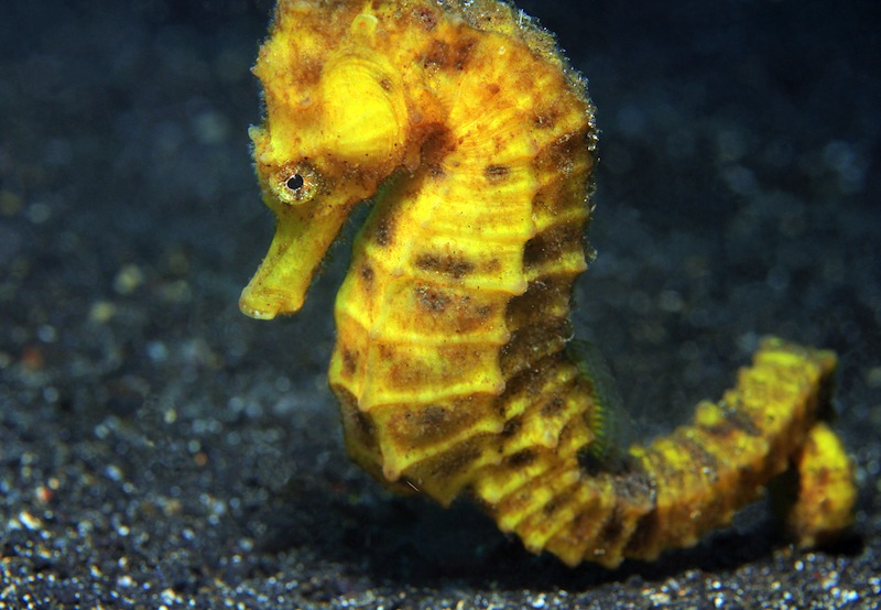 Close up of a Yellow Common Seahorse Hippocampus Taeniopterus Lembeh Strait Indonesia 
