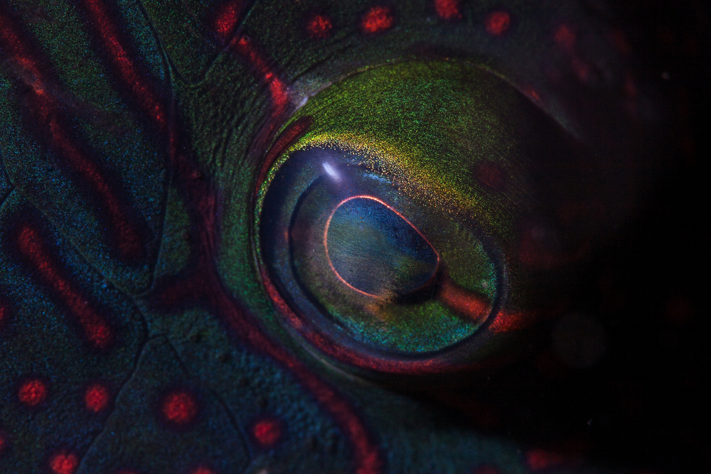 Detail of the eye of a Tripletail wrasse Cheilinus trilobatus