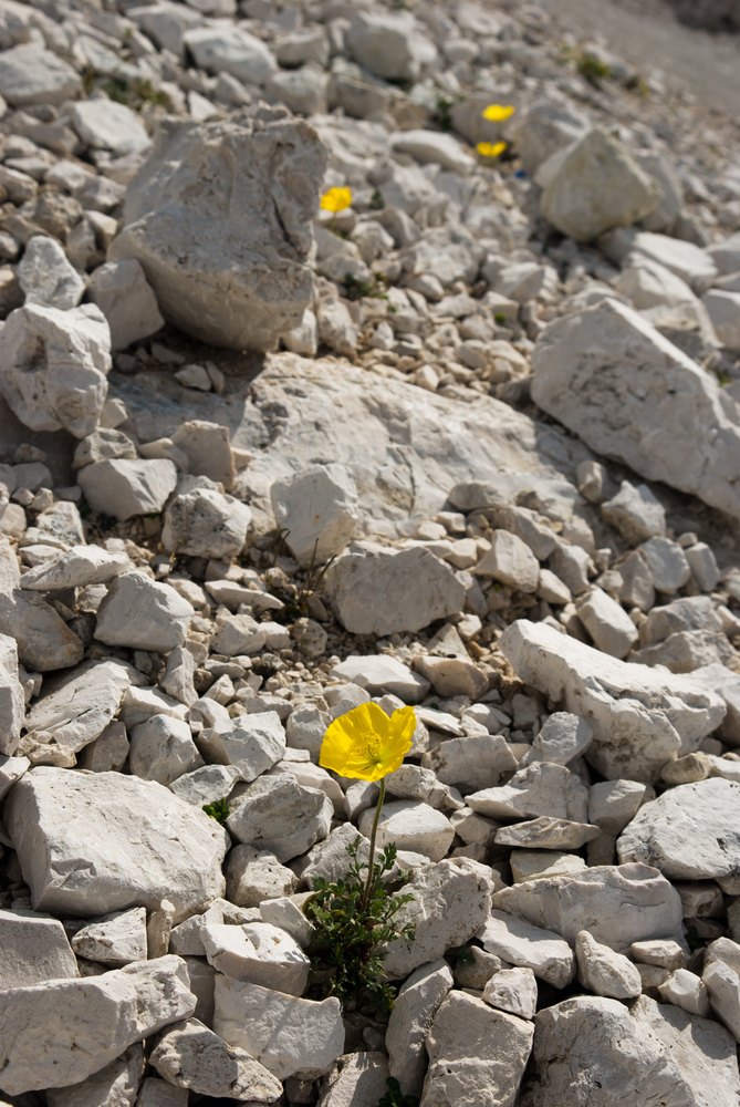 Dolomites mountain flower fiori