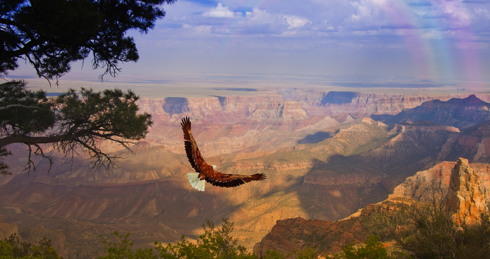 Eagle takes flight over Grand Canyon USA 