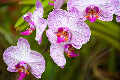 Flowering orchids in Botanical Garden in Peradeniya Kandy Sri Lanka 