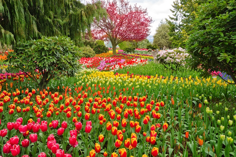 Garden of tulips at Skagit Washington State America