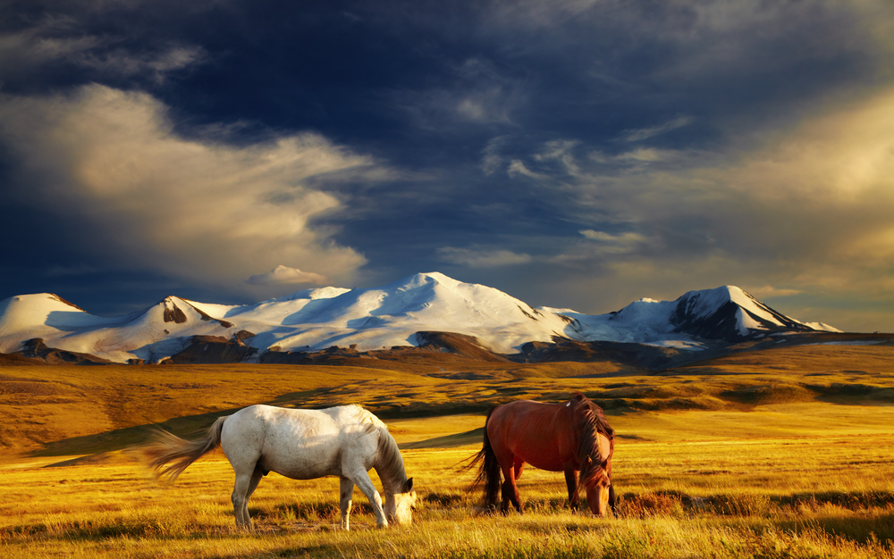Grazing horses at sunset plateau Ukok the junction of Russian Mongolian and Chinese boarders