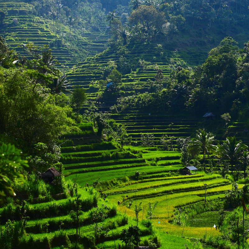 Green rice fields on Bali island 