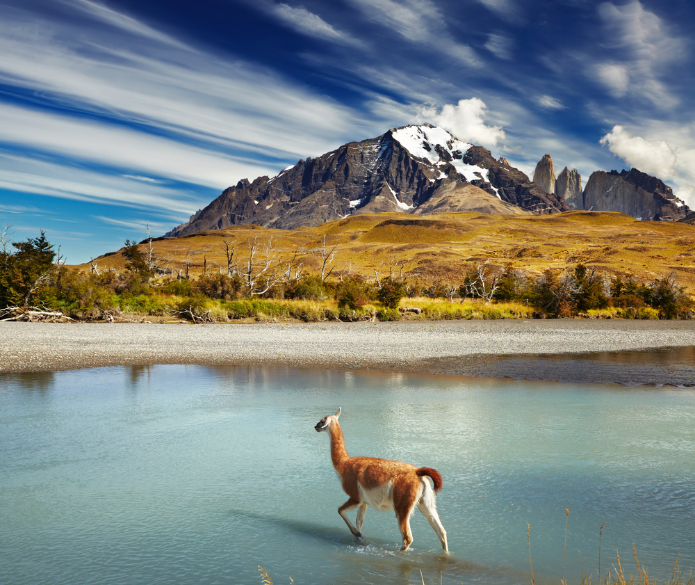 Guanaco7 crossing the river in Torres del Paine National Park Patagonia Chile 