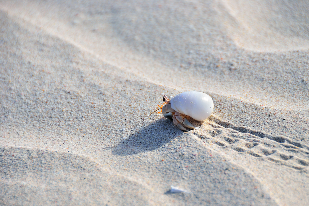 Hermit crab walking on the beach Socotra Yemen 