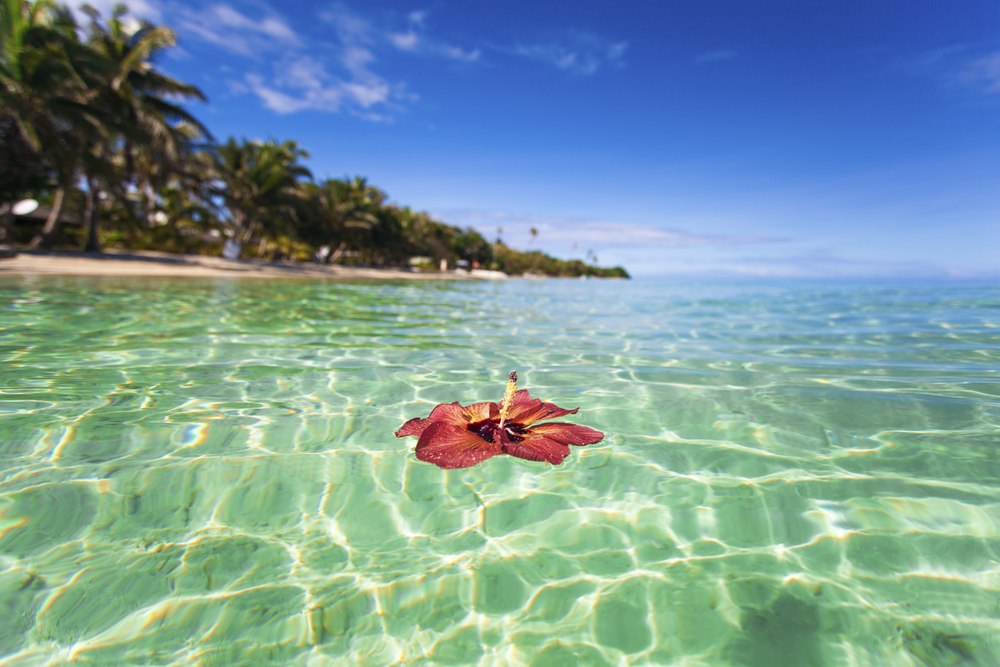 Hibiscus floating off tropical Fiji island 