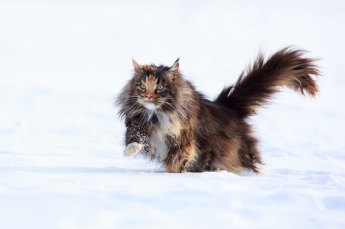 Il Maine Coon è un gatto di origine nord americana del Maine