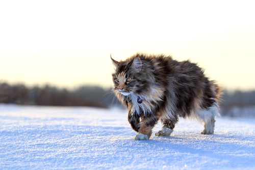 Il Maine Coon è un gatto di origine nord americana del Maine41