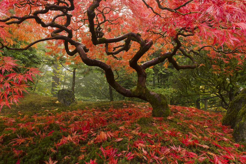 Japanese Maple in the fall 