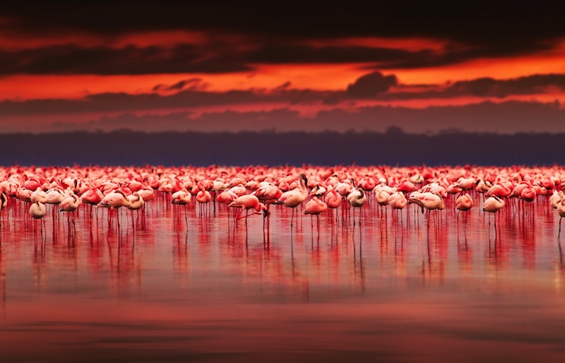 Kenya nature Lake Nakuru national