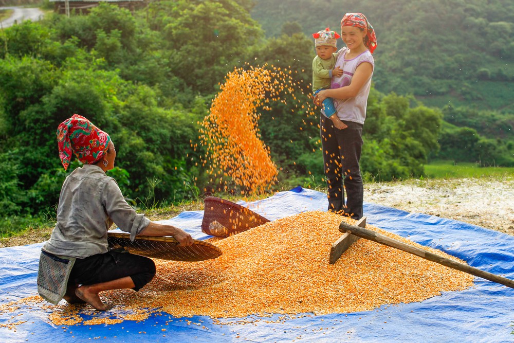 LAOCAIVIETNAM SEPT EMBER 15 Unidentified woman harveting corn in Lao Cai Vietnam on September 15 2013