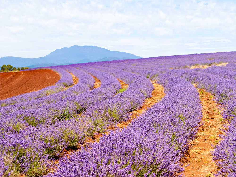 Lavender farm in Tasmania Australia 