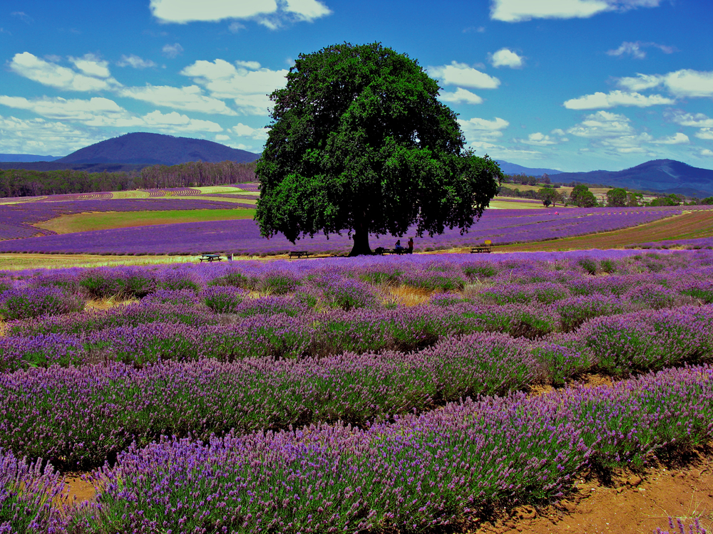 Lavender field tasmania2