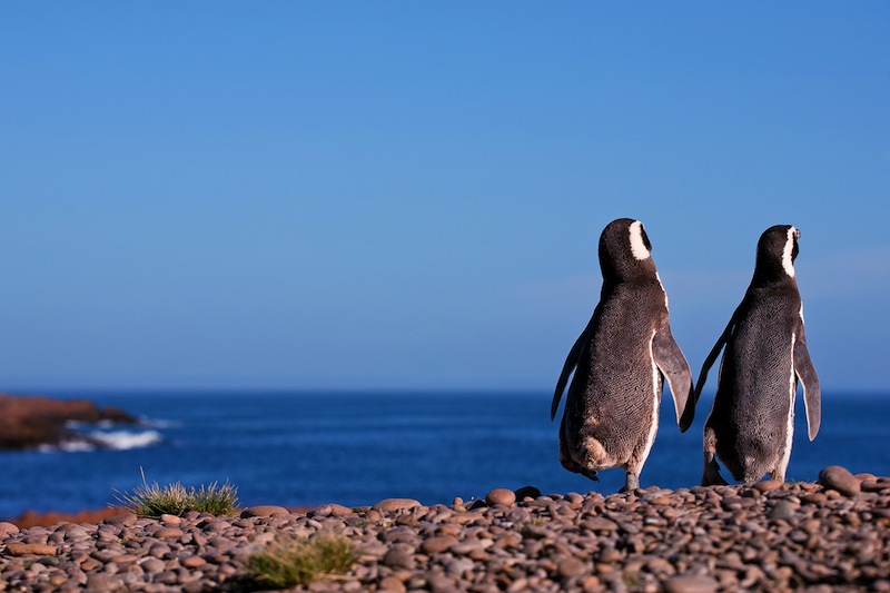 Magellanic Penguin Argentina Patagonia