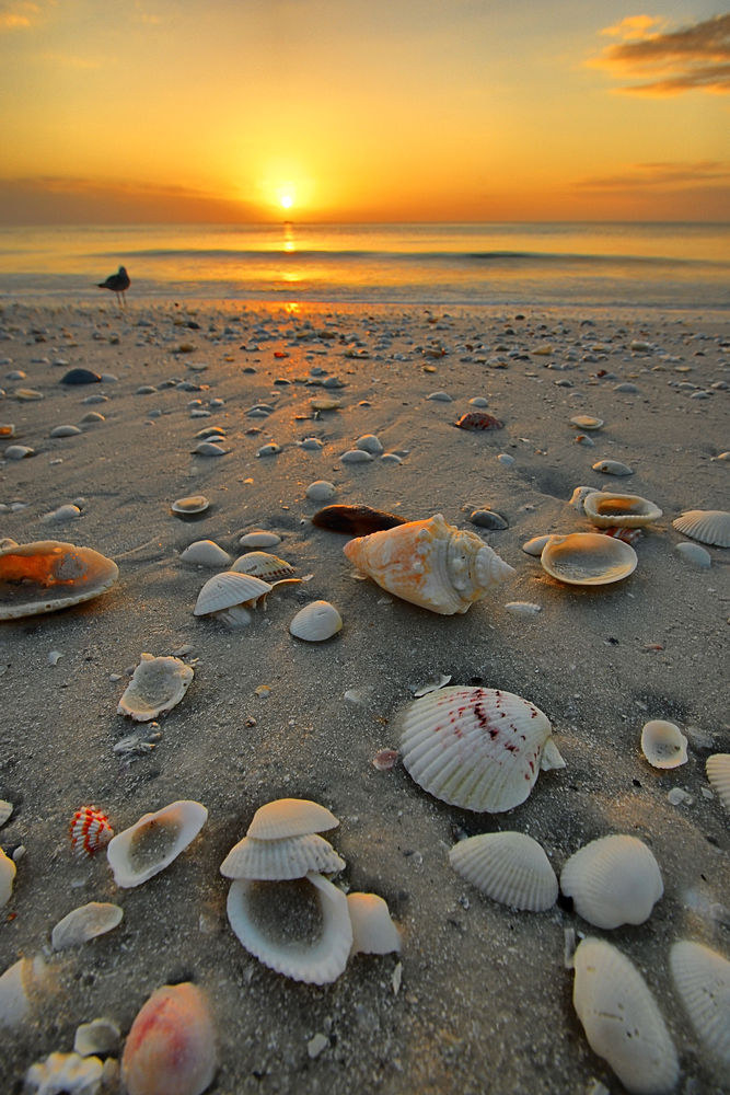 Marco Island Beach Florida FL 