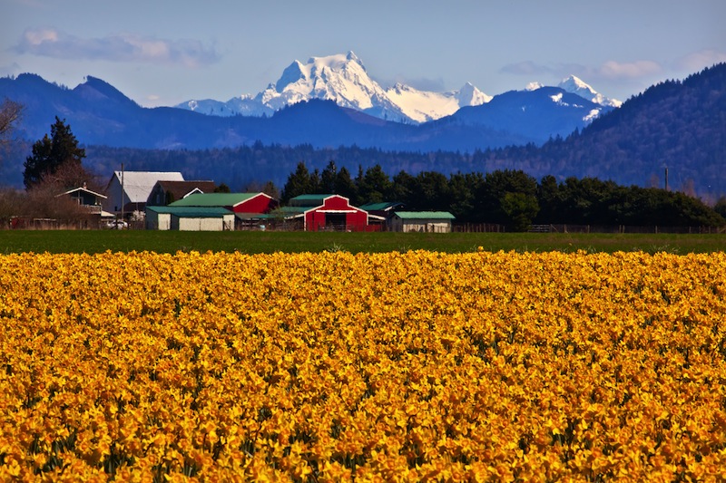 Mount Shuksan Red Farm Building Yellow Daffodils Flowers Snow Mountain Skagit Valley Washington State Pacific Northwest