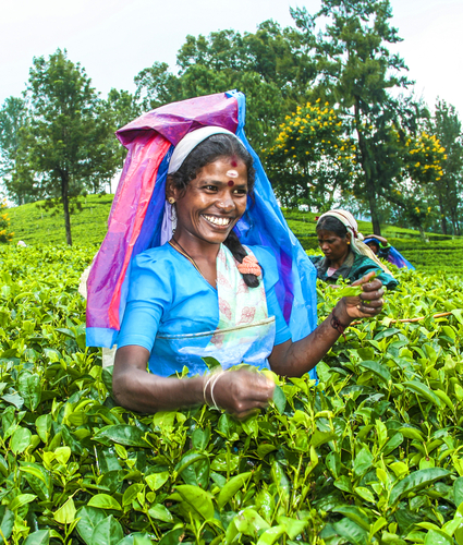 NUWARELIA SRI LANKA AUGUST 14 harvest in the tea fields tea picker in the highlands is picking tea on 14