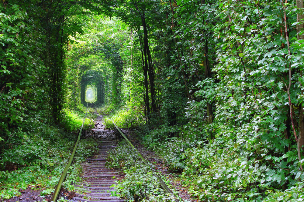 Natural tunnel of love 8formed by trees in Ukraine 