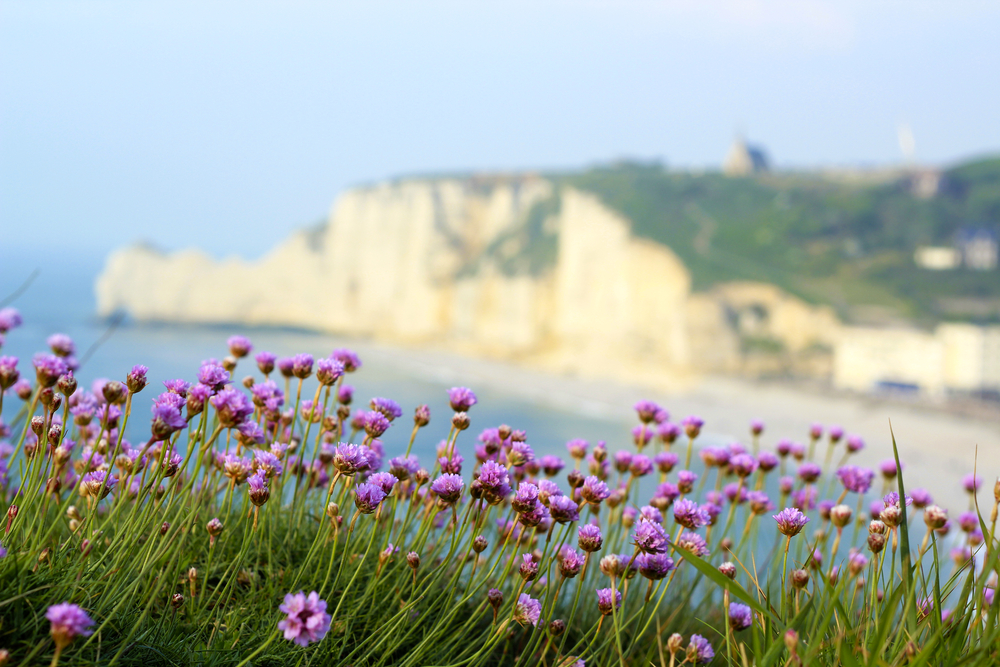 Normandy landscape  Etretat Normandy France landscape Armeria maritima flower on the foreground with the famous falaise of Etretat on the blurred background
