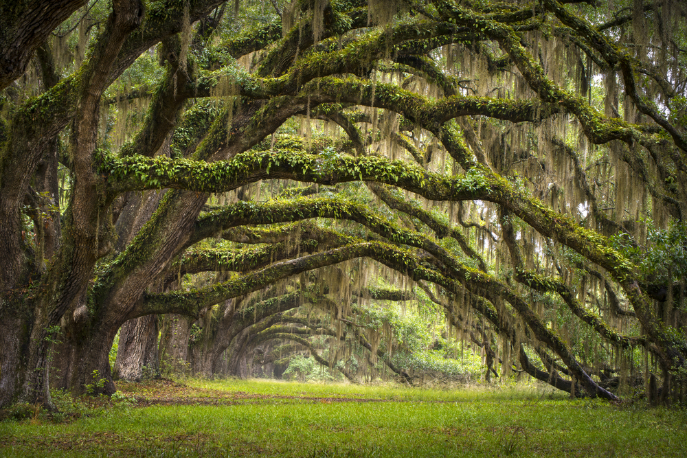 Oaks Avenue Charleston SC plantation Live Oak trees forest landscape in ACE Basin South Carolina lowcountralbero