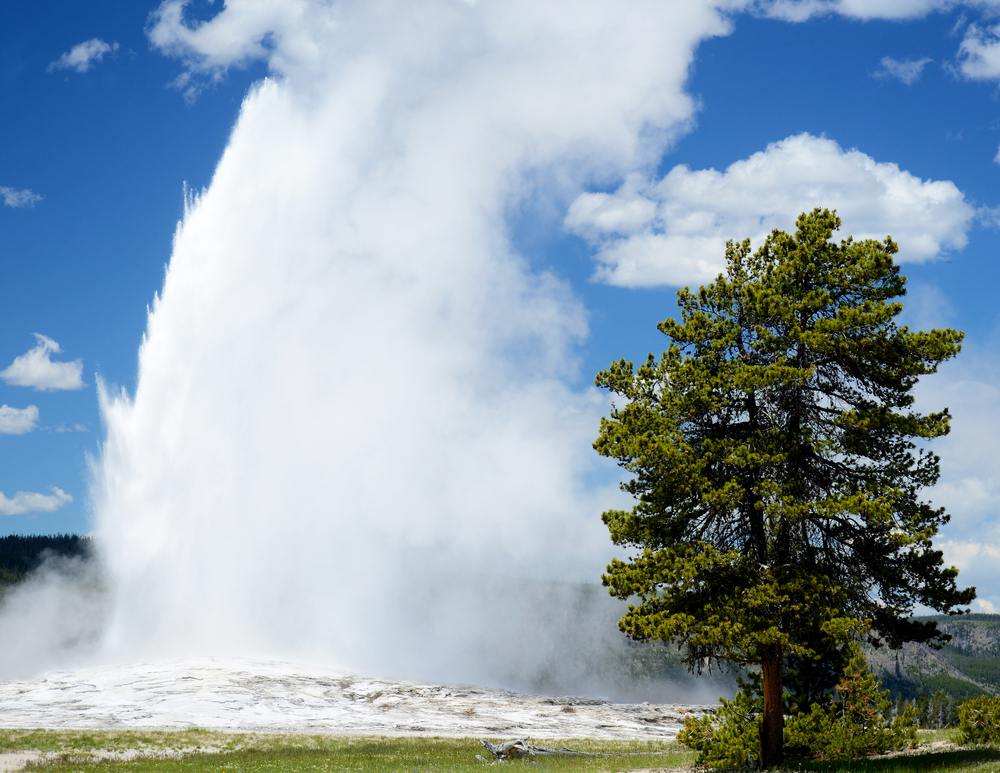Old Faithful Geyser shoots steam in the air in Yellowstone National Park