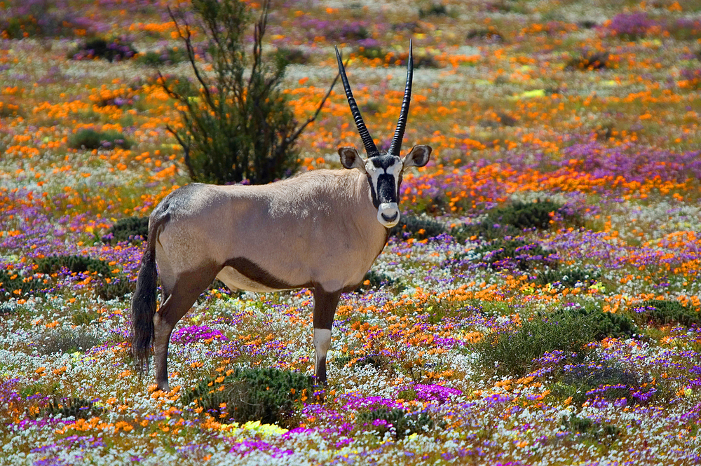 Oryx between flowers Namaqualand South Africa 