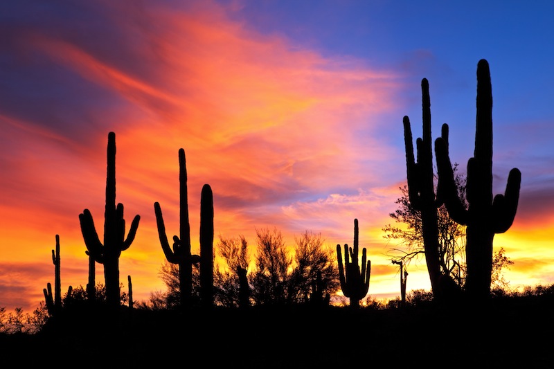 Saguaro silhouette in fiery Sonoran Desert sunset lit sky
