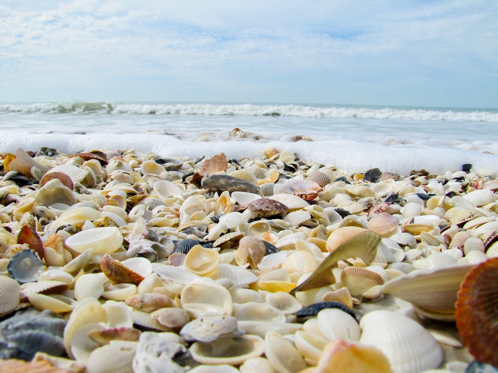 Seashells On Beach 