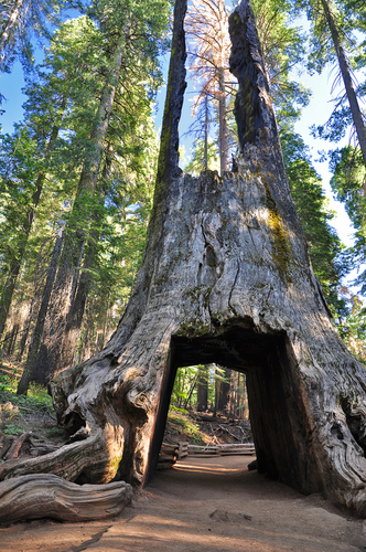 Sequoia Gate in Yosemite National Park USA 