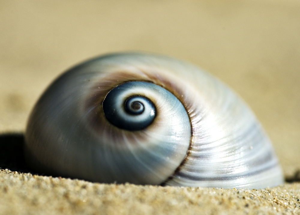 Snail shell at the beach on the island of Djerba Tunisia North Africa