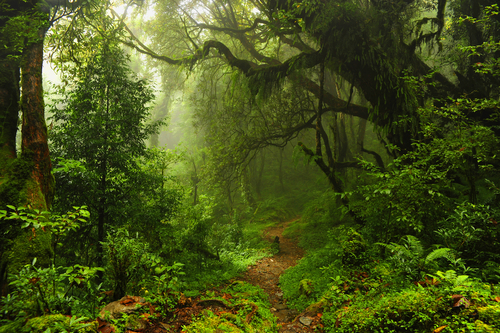 Subtropical forest in Nepal