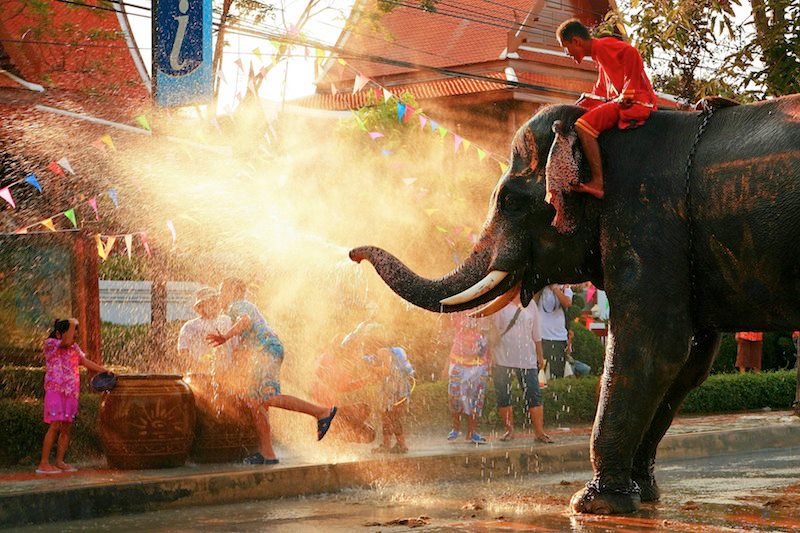 Tailandia elefante
