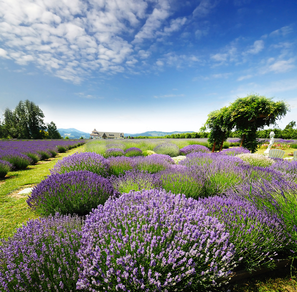 The Lavender Valley of Oregon 
